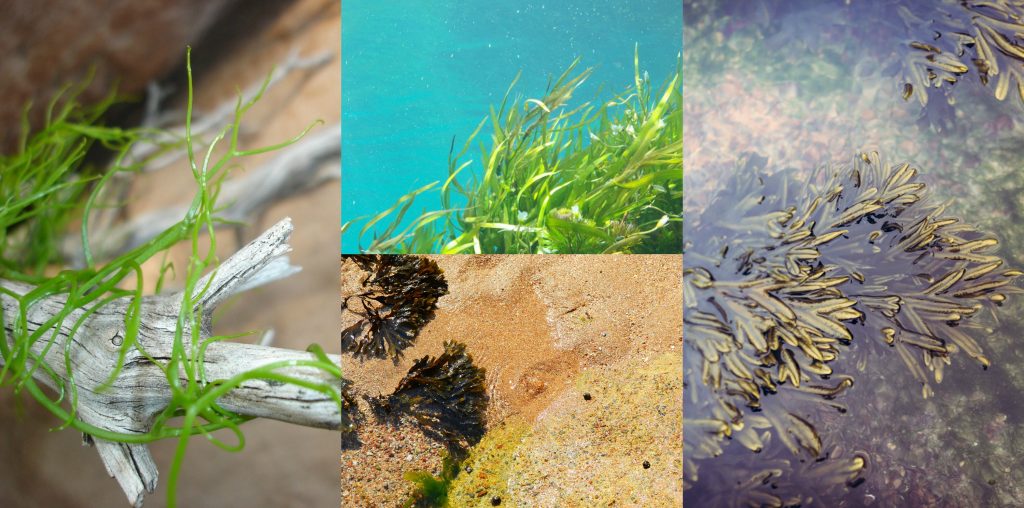 Cosa sono le Alghe e da dove provengono