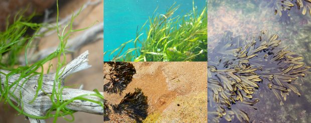 Cosa sono le Alghe e da dove provengono