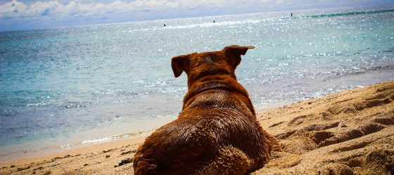In vacanza con il cane sul Gargano